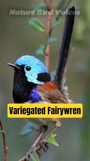 Variegated Fairywren | Malurus lamberti #birds #birdsong #birdsounds