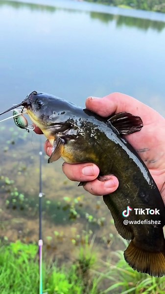 Bullhead catfish taste test #fyp #catchcleanandcook #beardedfisherman #fishing #fish