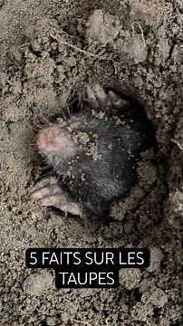 5 faits sur les taupes ! Comment respire les taupes sous terre ? #5faits #faune