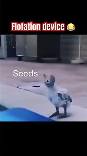 Floatation device #shorts #funny #memes #viral