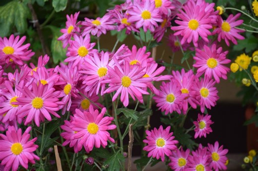 18 fleurs incontournables et colorées à planter avant septembre pour un jardin automnal éclatant à la rentrée (ce sont les plus belles)