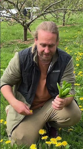 Dandelions! Forage good plants