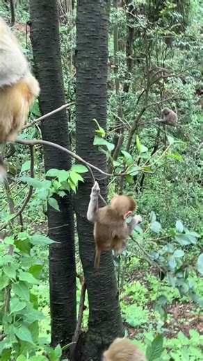 Monkey Eating Habits Explained | Interesting Insights