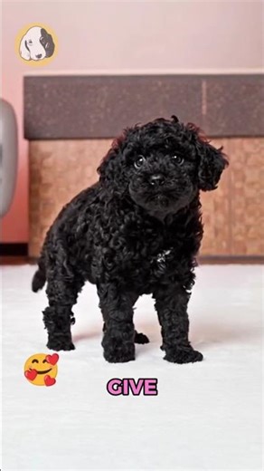 Say hello to Rose, the F1b Cavapoo girl with soft curls, bright eyes, and a heart full of sweetness!