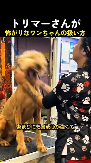トリマーさんが怖がりなワンちゃんの扱い方