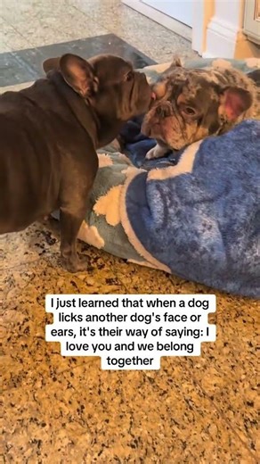 My heart🥹❤️ #dogsofyoutube #dogshorts #cutedogs #frenchiesofyoutube #frenchbulldoglife #thefr3nchies