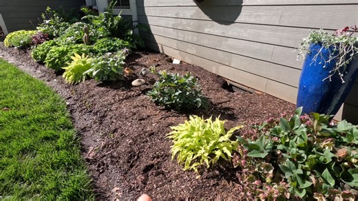 14K views · 529 reactions | We are in the shade garden creating...