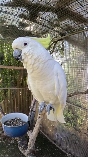 cacatoes a huppe jaune Stella 13 ans #perroquet #parrots