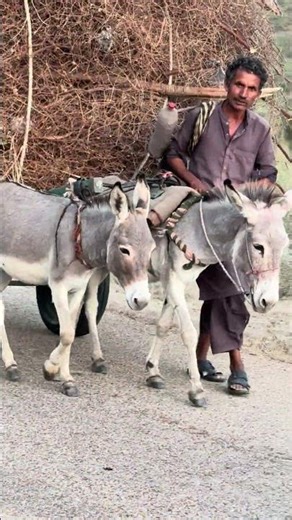 حمير مجتهدة تسحب حمولة ثقيلة | Village Life Road Scene | Nature Animals World
