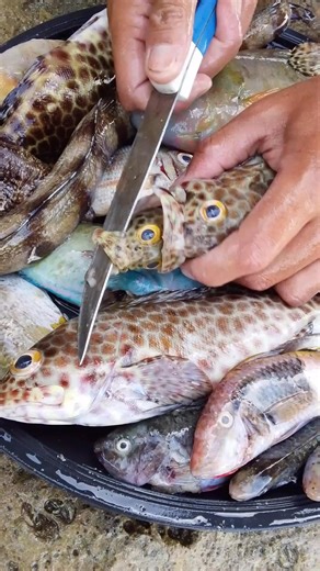 The Grouper eats small fish but it fits in its mouth. How did it do that? #viralpost2025シ #viralfbreelsfypシ゚ #fbviralreels #viralreelschallenge #everyonefollowers #higlights #Amazing | Reymar Lete Alilay