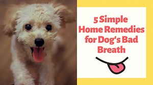 5 Simple Home Remedies for Dogs Bad Breath