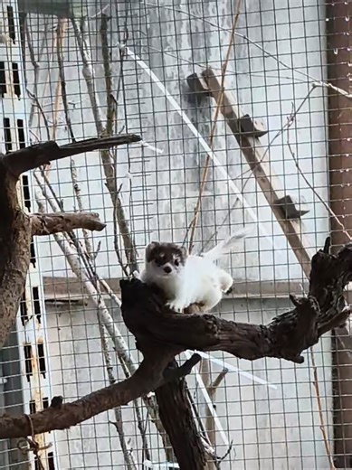 Ласочка Мун🐾 #mustelidae_help_ukraine #wildlife #weasel #animalshelterukraine #rehabilitation