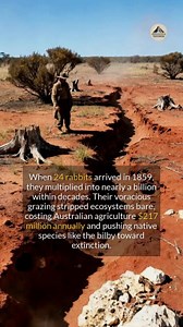 How could two dozen rabbits cause one of the worst ecological disasters in history? #history #facts #survival | Archaeological Wonders