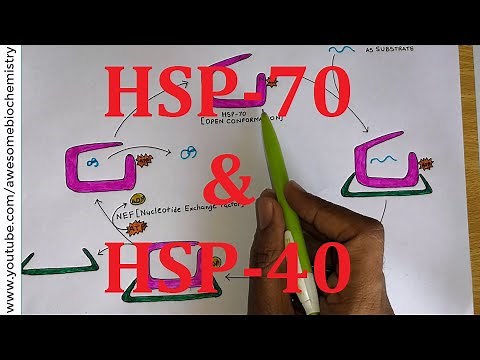 24. HSP-70 & HSP-40 Chaperone | Protein Folding | MBBS NEET CSIR NET