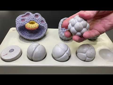 2402 Lab Early Human Embryonic Stages