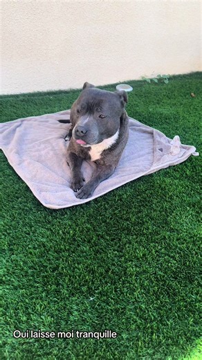 Humorous Dog Bath Time Fails and Shenanigans