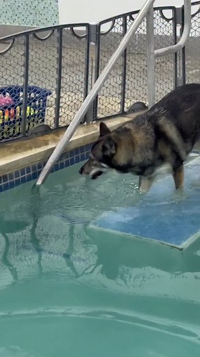 Buddy got a new pig today! A pink one. #k9aquaticcenterismyhappyplace #dogswimmingpool #dogswimming #dogswim #potomacmd #dogfitness #doghealth #huskymix | K9 Aquatic and Wellness Center