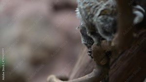 Two Common Marmoset on tree branch in South America jungle.The common marmoset (Callithrix jacchus), also called white-tufted marmoset or white-tufted-ear marmoset, is a New World monkey.