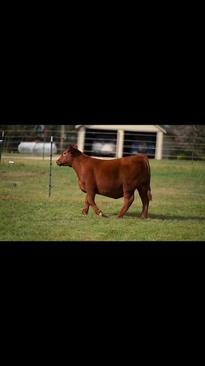 4.9K views · 49 reactions | We are all about the RED KINGDOM. The Red Angus division is as deep a group as any across this year’s Major League Female sale. The Reds are a staple here at Rosebud and one of our favorites to breed and campaign every season. Don’t sleep on the FOURTEEN females selling tonight. ALL have been registered, plus DNA submitted and parent verified! https://bit.ly/2025MajorLeagueFemaleSale | Rosebud Cattle Company | Facebook