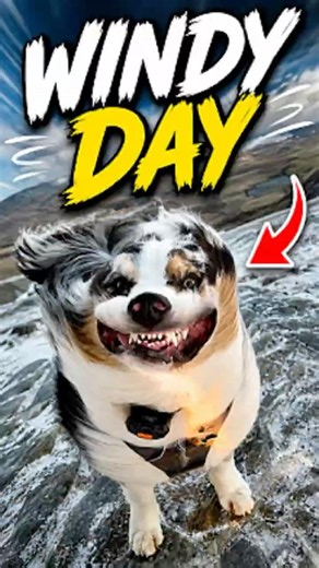 Dog Encounters Strong Wind #shorts #dogcompilation