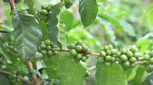 Download Coffee beans on the plant. for free