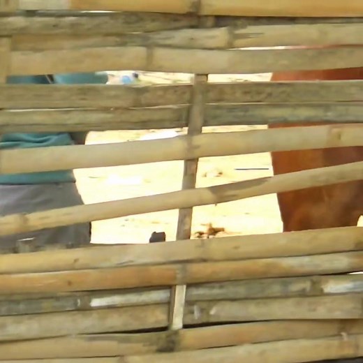 Karapan Sapi Tim Cator Terobos Saat Latihan Di Lap Asemanis Pamekasan. Bagian 16 | Kerapan Sapi Madura