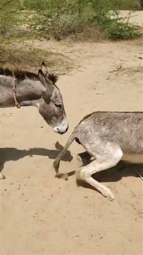 donkey matting process in morning 🌅🕕🕕 donkey 🫏 #animals #pess #foryou