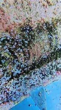 Giant Barnacles Covering This Ship's Bottom #Oddly Satisfying #ShipCleaning