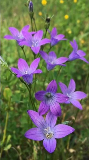 Most Beautiful Wildflowers You'll See Today #Shorts
