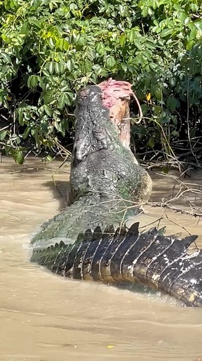 Damian 'Wildman' Duffy | Ready to devour 2025 like Stumpy devours Wallabies. 👊🏼🦘🐊 | Instagram