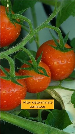 Determinate vs Indeterminate Tomatoes: What’s the Difference?