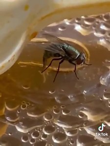 108K views · 182 reactions | CAPTION CONTEST: Winner gets a Yellow 3.0 + Bug-Beam + Salt! Winning caption announced Tuesday 11.2.2021 #CAPTIONCONTEST #fliesaredisgusting #whatareyoureallyeating #wonderhowpetafeelsaboutthis #bugasalt #killshot #bugassault #pestcontrol #fireyourflyswatter #indoorhunting | Bug-A-Salt | Facebook