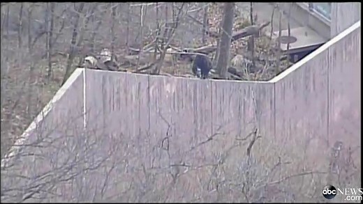 'Code Red' at Kansas City Zoo After Chimp Escapes Enclosure