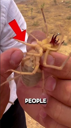 Truth About Camel Spiders 🕷️ | Harmless or Dangerous?