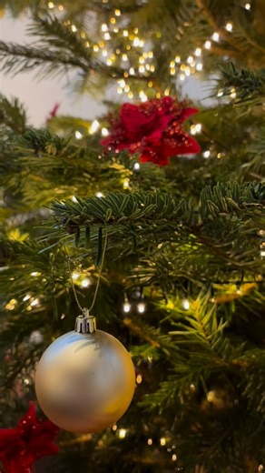 3 comments | We have decked the halls of Prittlewell Priory with boughs of holly, and lots of other festive fanciness all ready for Father Christmas next weekend! Come and meet the man in red himself in Southend’s most beautiful historic house, tickets via link in bio or at https://father-christmas-at-prittlewell-priory.eventbrite.com #museum #southend #history #heritage #christmas #christmastree #fatherchristmas #essex #whatsonessex #visitessex #visitsouthend | Southend Museums | Facebook