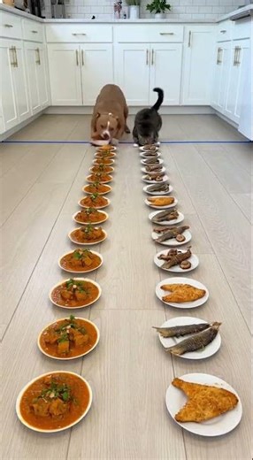 Dog vs Cat Eating Challenge 🐕🐈 | Unexpected Winner! #dogs #funny #petfood#catvsdog#short