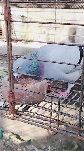 Mc Lady: Champion Racing Pigeon Highlights