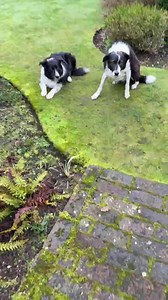 How to identify male and female robins. It’s extremely difficult because they look pretty much identical. | Putman and Robin