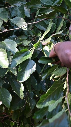 Natural Skincare Solutions from Nature