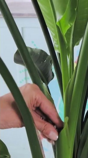 ✂️ How To Prune Bird Of Paradise Plant #Shorts