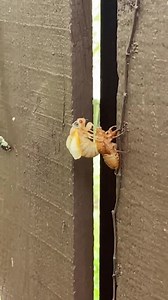 1.1M views · 1K reactions | Welcome to adulthood, buzzy buddy! Katie Counts from Knoxville captured this rare moment of one of the many 17-year cicadas emerging from its shell. Now it's off to ensure East Tennessee is filled with a serenade of screeching 17 years from now! https://bit.ly/3xVcXR5 | WBIR Channel 10 | Facebook