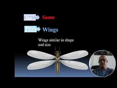 ISOPTERA