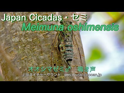 踏切無いのにカンカンカン オオシマゼミ♂ 鳴き声 Meimuna oshimensis