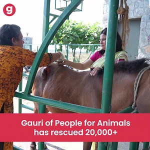 Support Gauri Maulekhi in her mission to save working animals from starvation and abuse before many of them lose their lives. | Give