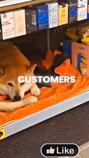 👀This Shiba dog runs a shop by himself🐕‍🦺🐶 #shorts #animals #cute