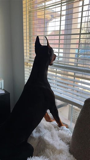 On guard. 💂 #doberman #dogsoftiktok | Doberman Dog