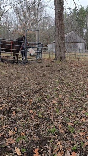 Rupert. Very smart good boy www.hiddenpondequinerescue.org #GivingTuesday2025 #thtoughbreds #horserescue #standardbreds #thoroughbredsofinstagram #rescuedismyfavoritebreed #adoptdontshop #rescuerocks #rescue | Hidden Pond Farm Equine Rescue