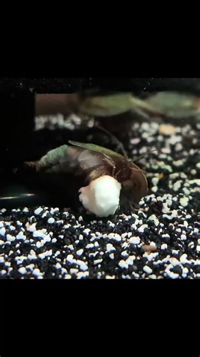 The Triop Lady on Instagram: "Triops enjoy egg whites 🥚 #triops #cancriformis #thetrioplady #triopsbreeder #triopscanada"