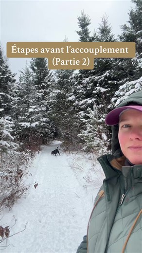 Les étapes avant l’accouplement (Partie 2). En compagnie de Nadir Onyx, une belle femelle labrador de couleur noire. #nadirlabrador #labradorretriever #élevageresponsable #puppy #elevageethique #chiot #reproductionchien