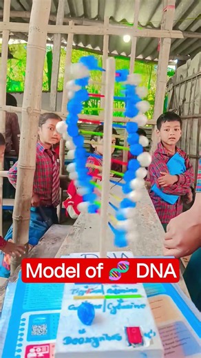 Science Project| Model of 🧬 DNA #modelofdna #DNA #science #scienceexperiment #scienceexperiment